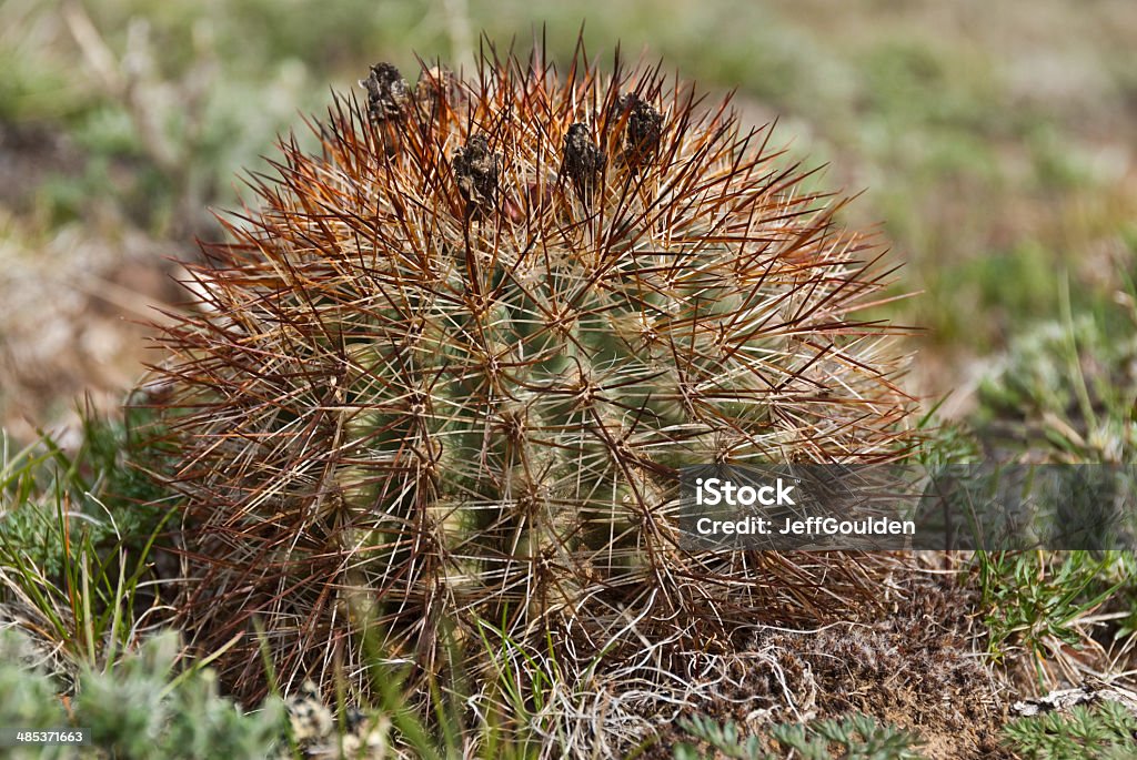 Cactus puerco espín - Foto de stock de Aire libre libre de derechos