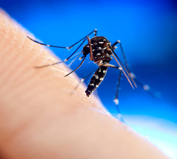 Tiger mosquito in finger stock photo