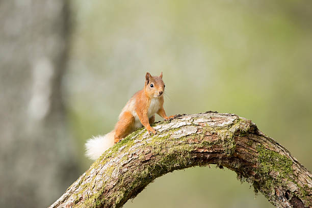 Red Squirrel resting on a log amongst a Pine Wood. stock photo