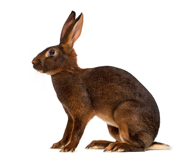 istock Belgian Hare in front of a white background 485372094