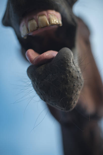 istock funny horse laughing humour 485372240