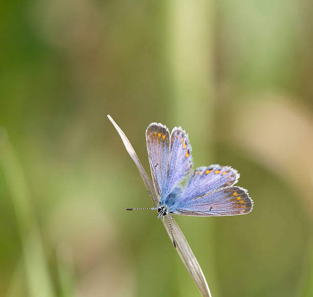 istock Common Blue Butterfly (Polyommatus icarus) Female 485372360