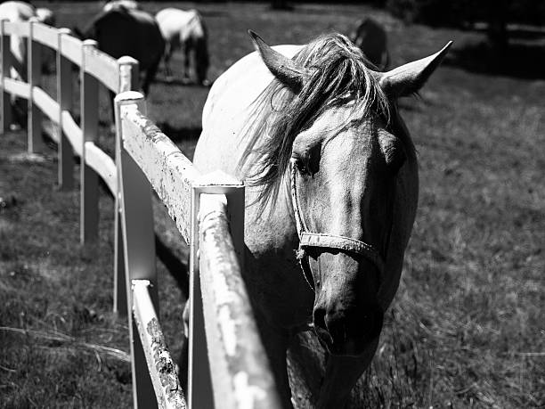 Appaloosa Pferd mit Punkten portait. Weißes Pferd mit braunen Punkten. Tigerschecke