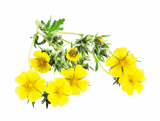 Medicinal Plant Isolated, Potentilla Reptans Potentilla Reptans Medicinal Plant Isolated on White potentilla anserina stock pictures, royalty-free photos & images