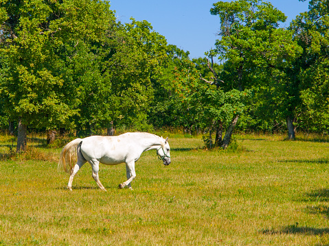 Beautiful large dapple grey horse walks towards the camera in field on a cool dull spring day.