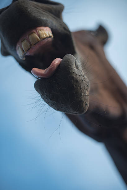 istock Funny horse laughing silly 485372730