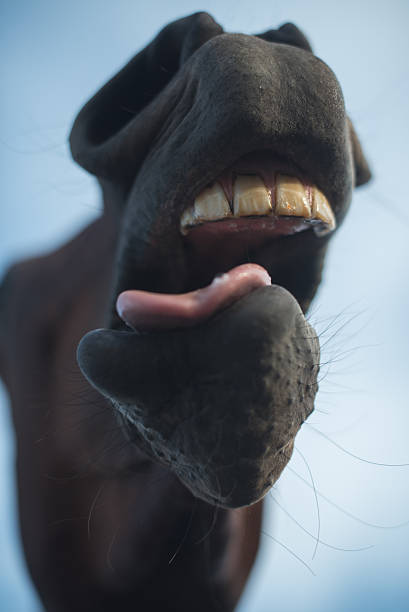 istock Funny horse laughing silly 485372840