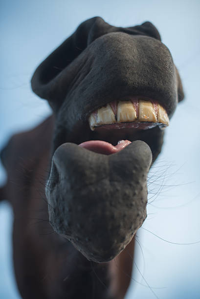 istock funny horse laughing humour silly 485372936