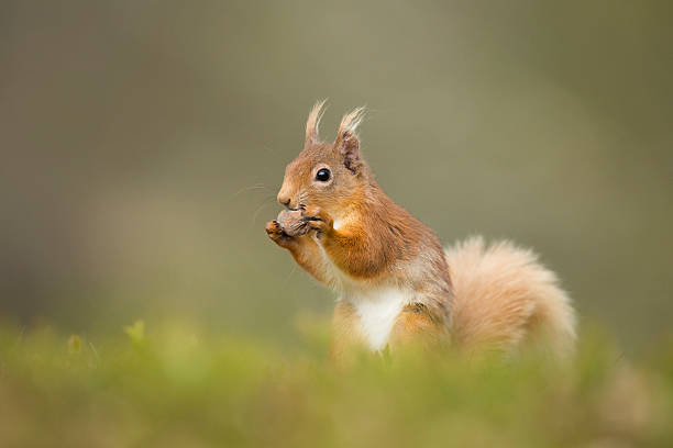 Red Squirrel Eating A Hazelnut Close Up. stock photo