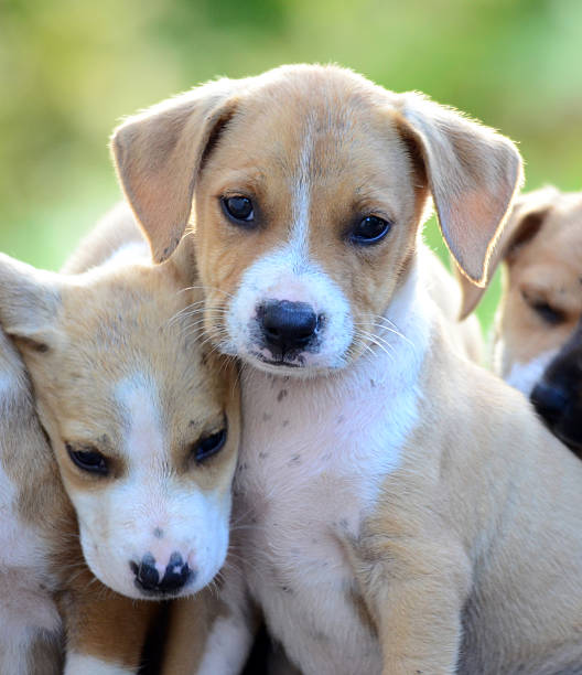 istock Cute amstaff puppies 485373422