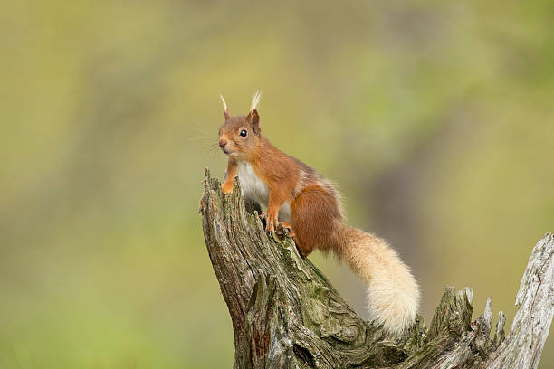 Red Squirrel Stood On A Old Log. stock photo