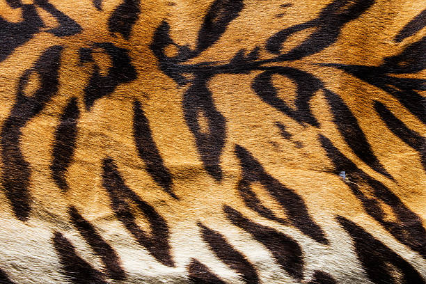 istock texture of real tiger skin ( fur ) 485373893