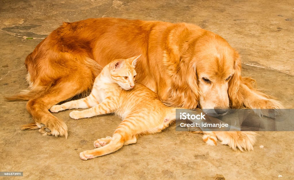 Katze und Hund - Lizenzfrei Berg Stock-Foto