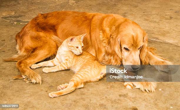 Katze Und Hund Stockfoto und mehr Bilder von Berg - Berg, Berühren, Braun