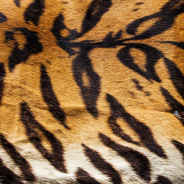istock texture of real tiger skin ( fur ) 485373937
