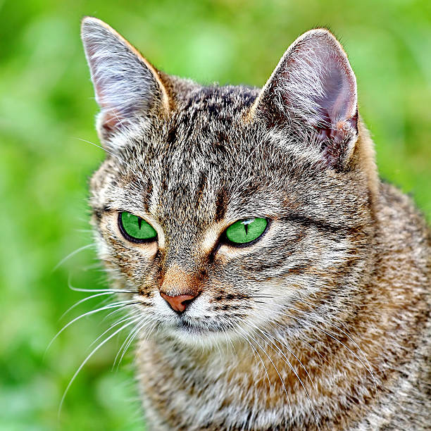 Beautiful striped cat with green eyes. Adult gray tabby cat is outdoor