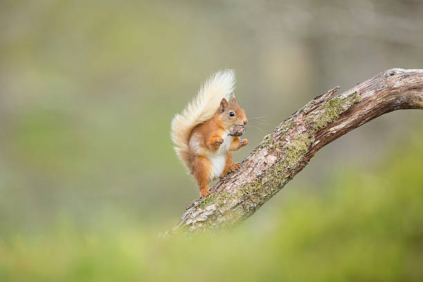 Red Squirrel Taking A Rest From Eating His Nut stock photo