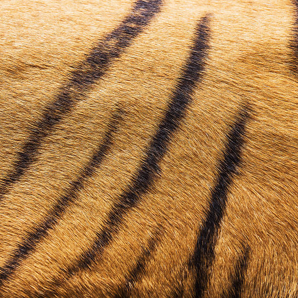 istock texture of real tiger skin ( fur ) 485374403
