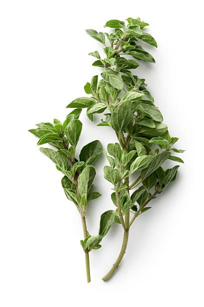 erbe aromatiche fresche: origano - oregano foto e immagini stock