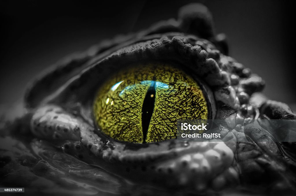 Eye - Lizenzfrei Echte Krokodile Stock-Foto