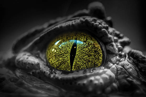 contour des yeux - reptile photos et images de collection