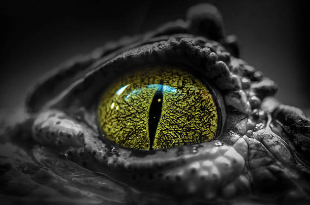 Eye Eye af a crocodile animal eye stock pictures, royalty-free photos & images