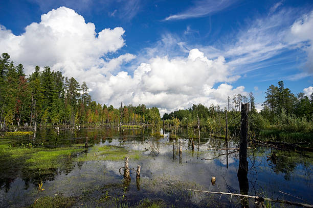 istock Northern landscape with boggy lake 485374748