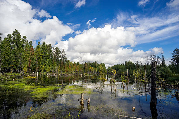 istock Northern landscape with boggy lake 485374750