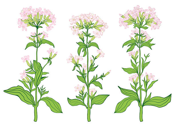 Set of three branches of saponaria. Set of three branches of saponaria. common soapwort saponaria officinalis stock illustrations