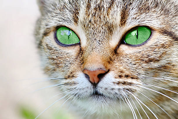 istock Striped cat with green eyes 485374975