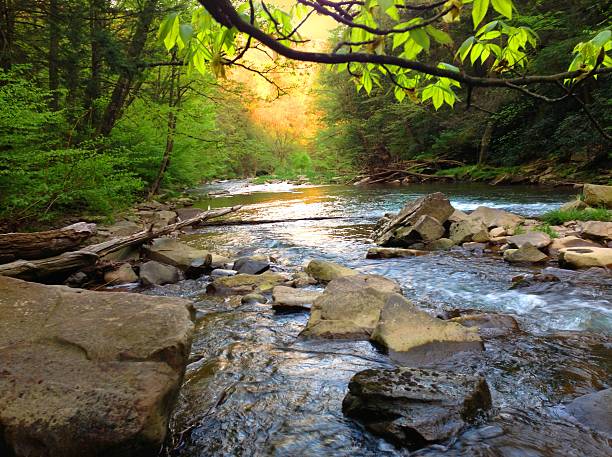 Mountain Trout Stream in Pennsylvania Brush Creek stream in Somerset County Pennsylvania. trout stock pictures, royalty-free photos & images