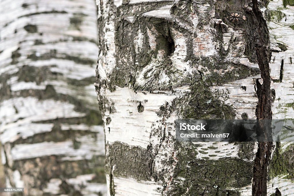Birnenbaum Rinde Abstrakte Struktur Die Rinde Der Birken Stockfoto und mehr Bilder von ...