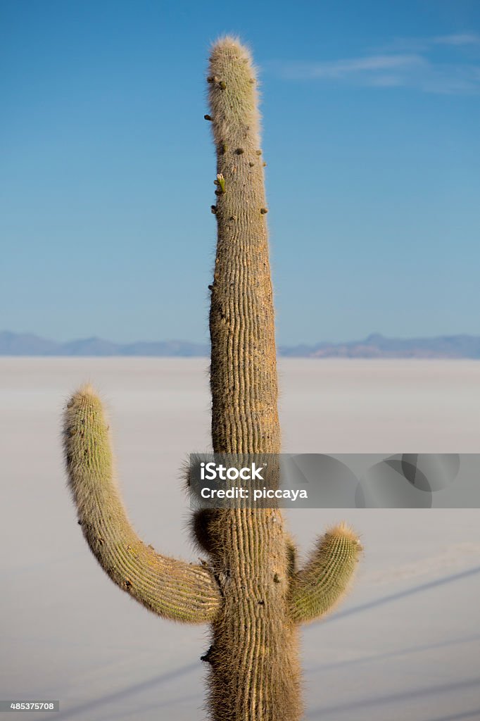 Huge cactus and the Salar of Uyuni with blue sky Huge Trichoreus cactus standing on Isla Incahuasi (Isla del Pescado) in the middle of the world's biggest salt plain Salar de Uyuni, the Island is covered with cactus. Bolivia 2015 Stock Photo
