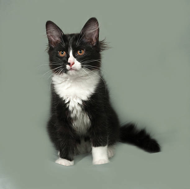 istock Black and white fluffy kitten sits on gray 485376702