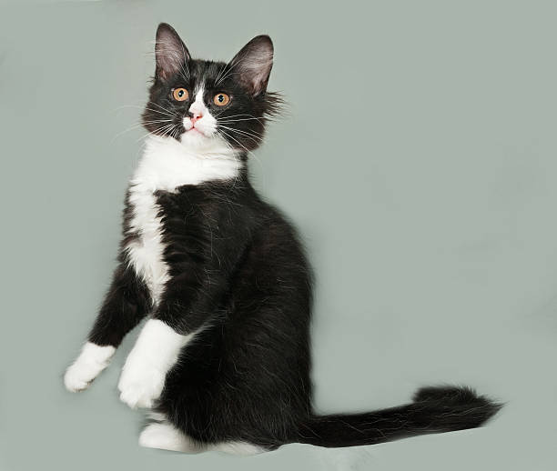 istock Black and white fluffy kitten sits on gray 485376712