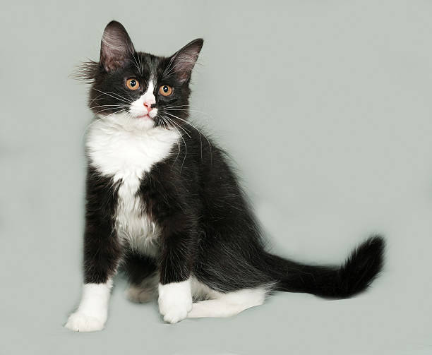 istock Black and white fluffy kitten sits on gray 485376722
