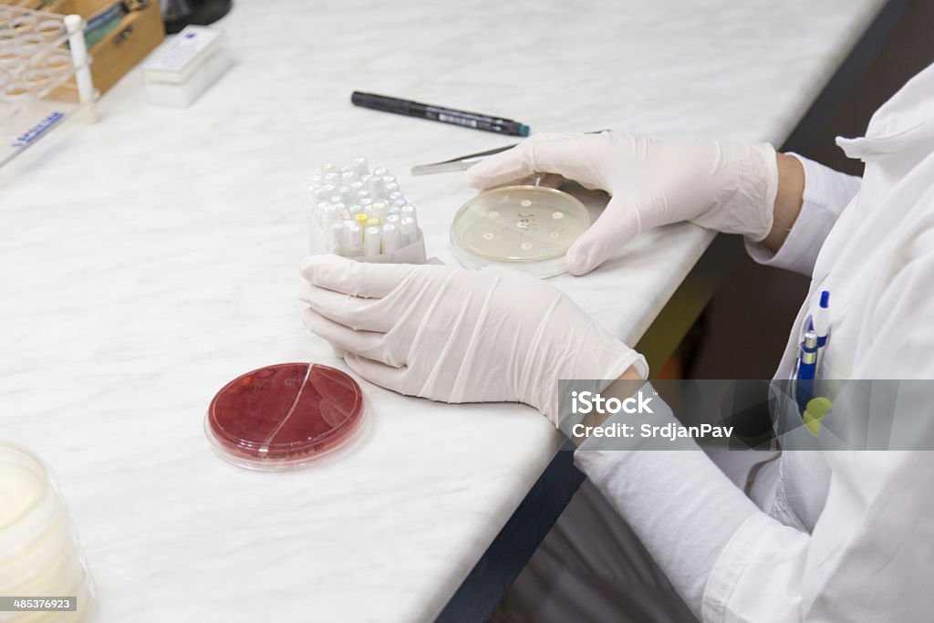 Il laboratorio di microbiologia clinica.  Colonie batteriche - Foto stock royalty-free di Agar sangue