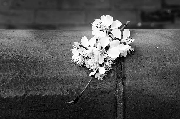 istock Branch of blooming cherry tree 485376972