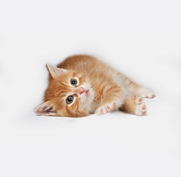 istock Red fluffy kitten lies on gray 485377680