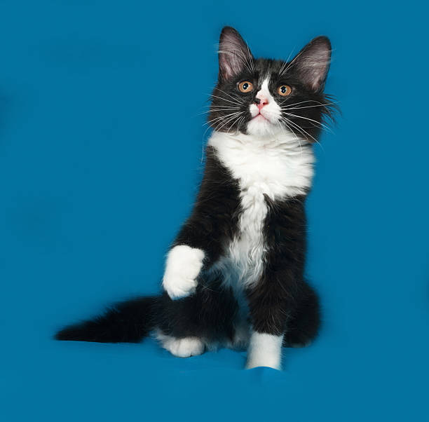 istock Black and white fluffy kitten sits on blue 485378184