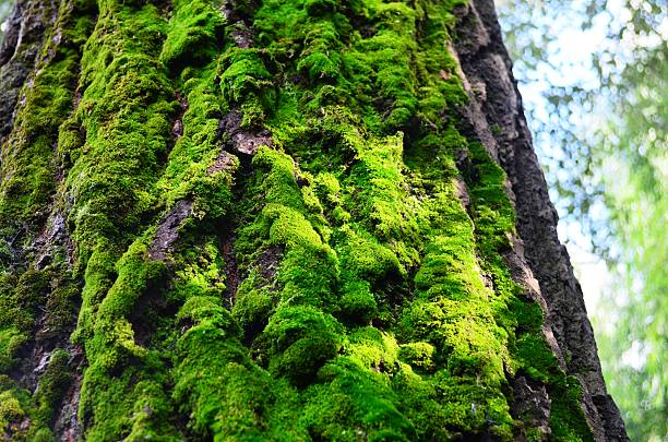 istock the moss on the bark of the tree 485378294