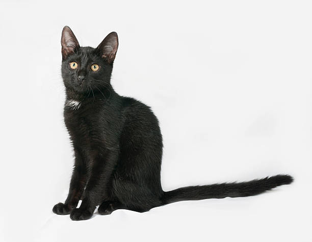 istock Black and white fluffy kitten sits on gray 485380856