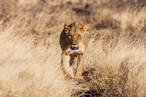 Lion approach,walking straight towards the camera,in this beautiful low angle profile portrait taken in Africa.