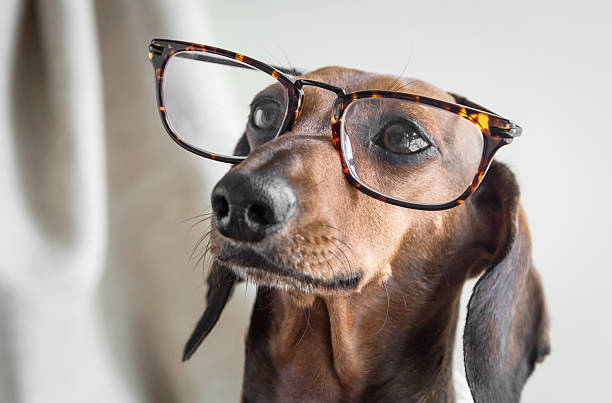 istock Red dachshund dog on wooden table 485381542