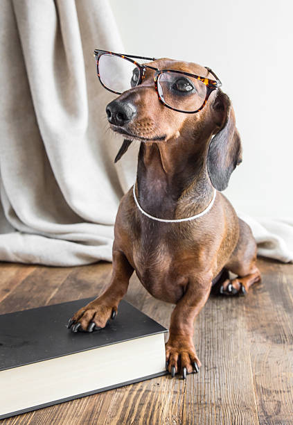 istock Red dachshund dog on wooden table 485381614