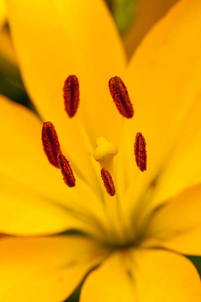 istock Close up view with selective focus emphasis on the pistil 485382062