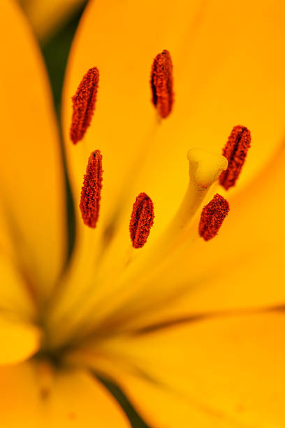 istock Close up view with selective focus emphasis on the pistil 485382074