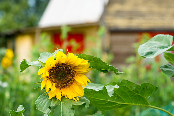 istock sunflower with blurred country house 485382692