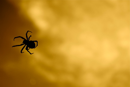A silhouetted spider, in her web, on a sunset background.