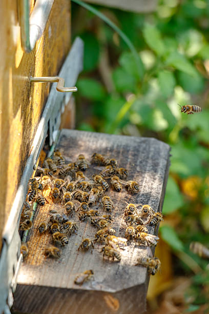 istock Hive in an apiary with bees on the landing board 485382868